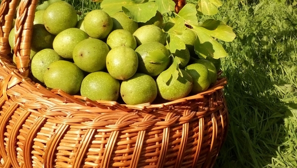 «Оріховочка», «Горіховочка» Горіх грецький (Juglans regia L.). Настій та настоянка